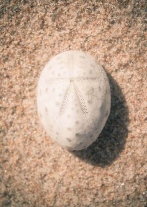Image of Sand Dollar on the sand
